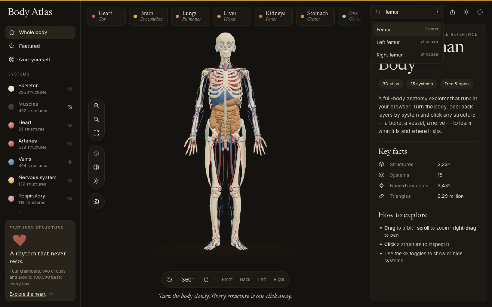 Searching for the femur in the dark theme